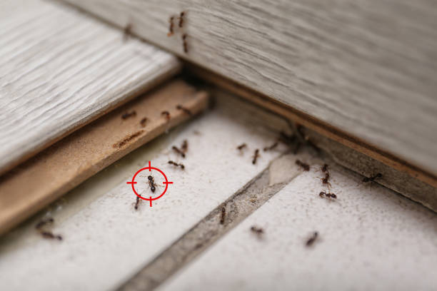 Best Residential Pest Control  in Sardis City, AL