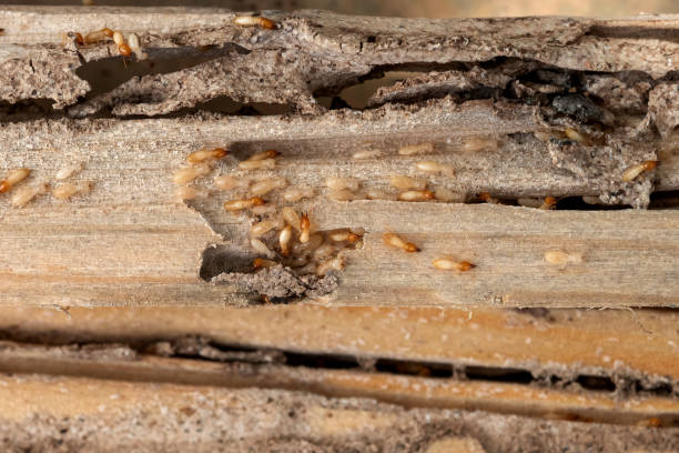 Best Pest Removal Services  in Sardis City, AL