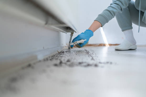 Best Local Pest Control Services  in Sardis City, AL